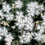 Dianthus arenarius 'Little Maiden' GM P9