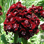 Dianthus b. 'Nigricans' GM P9