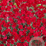 Dianthus grat. 'Lavaström' GM P9