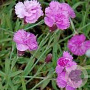 Dianthus grat. 'Pink Jewel' GM P9