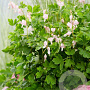 Dicentra spectabilis 'Cupid' GM P9
