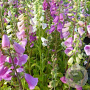 Digitalis purp. Excelsior Hybrids GM P9