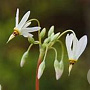 Dodecatheon meadia 'Album' GM P9