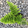Dryopteris dil. 'Crispa Whiteside' GM P9