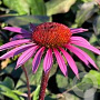 Echinacea p. 'Merlot' GM P9