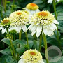 Echinacea p. 'Milkshake' GM P9