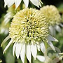 Echinacea p. 'White Double Delight' GM P9