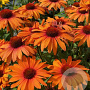 Echinacea Sunseekers Orange GM P9