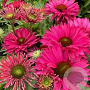 Echinacea Sunseekers Sweet Fuchsia GM P9