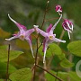 Epimedium grandiflorum violaceum GM P9