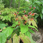 Epimedium omeiense 'Akame' GM P9