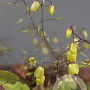 Epimedium 'Sunny and Share' GM P9