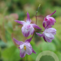 Epimedium y. 'Merlin' GM P9
