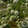 Eryngium paniculatum GM P9