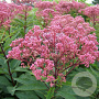Eupatorium mac. 'Hageveld' GM P9
