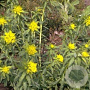 Euphorbia pal. 'Walenburg's Glorie' GM P9