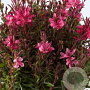 Gaura l. Gaudi Red GM P9