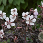 Geranium pr. Midnight Ghost GM P9