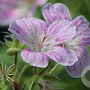 Geranium sylv. 'Baker's Pink' GM P9