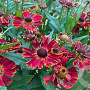 Helenium 'Potter's Wheel' GM P9