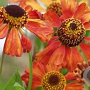 Helenium 'Wonadonga' GM P9