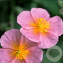 Helianthemum 'Rhodanthe Carneum' GM P9