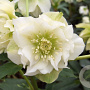 Helleborus o. 'Double Ellen White' GM P9