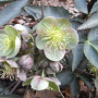 Helleborus 'Silver Dollar' GM P9