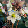 Helleborus Silvermoon GM P9