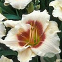 Hemerocallis 'Brilliant Circle' GM P9