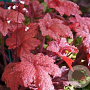 Heuchera 'Autumn Leaves' GM P9