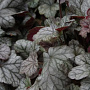 Heuchera 'Cinnabar Silver' GM P9