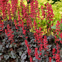 Heuchera 'Hollywood' GM P9