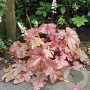 Heucherella Peach Tea GM P9