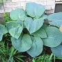 Hosta 'Big Mama' GM P9