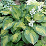 Hosta 'Brother Stefan' GM P9