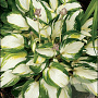 Hosta 'Enterprise' GM P9