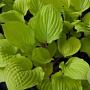 Hosta 'Fire Island' GM P9