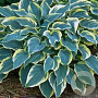 Hosta 'First Frost' GM P9