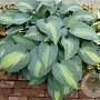 Hosta 'Grand Marquee' GM P9