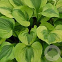 Hosta 'Grand Tiara' GM P9