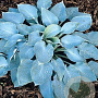 Hosta 'Pewterware' GM P9