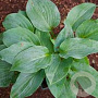 Hosta 'Powder Blue' GM P9
