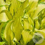 Hosta sieboldii 'Kabitan' GM P9