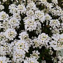 Iberis semp. 'Alexander's White' GM P9