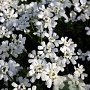 Iberis semp. 'Schneeflocke' GM P9