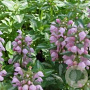 Lamium mac. 'Shell Pink' GM P9
