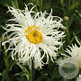 Leucanthemum (S) 'Old Court' GM P9