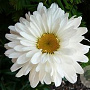 Leucanthemum (S) 'Victorian Secret' GM P9