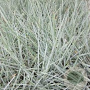 Leymus arenarius 'Blue Dune' GM P9